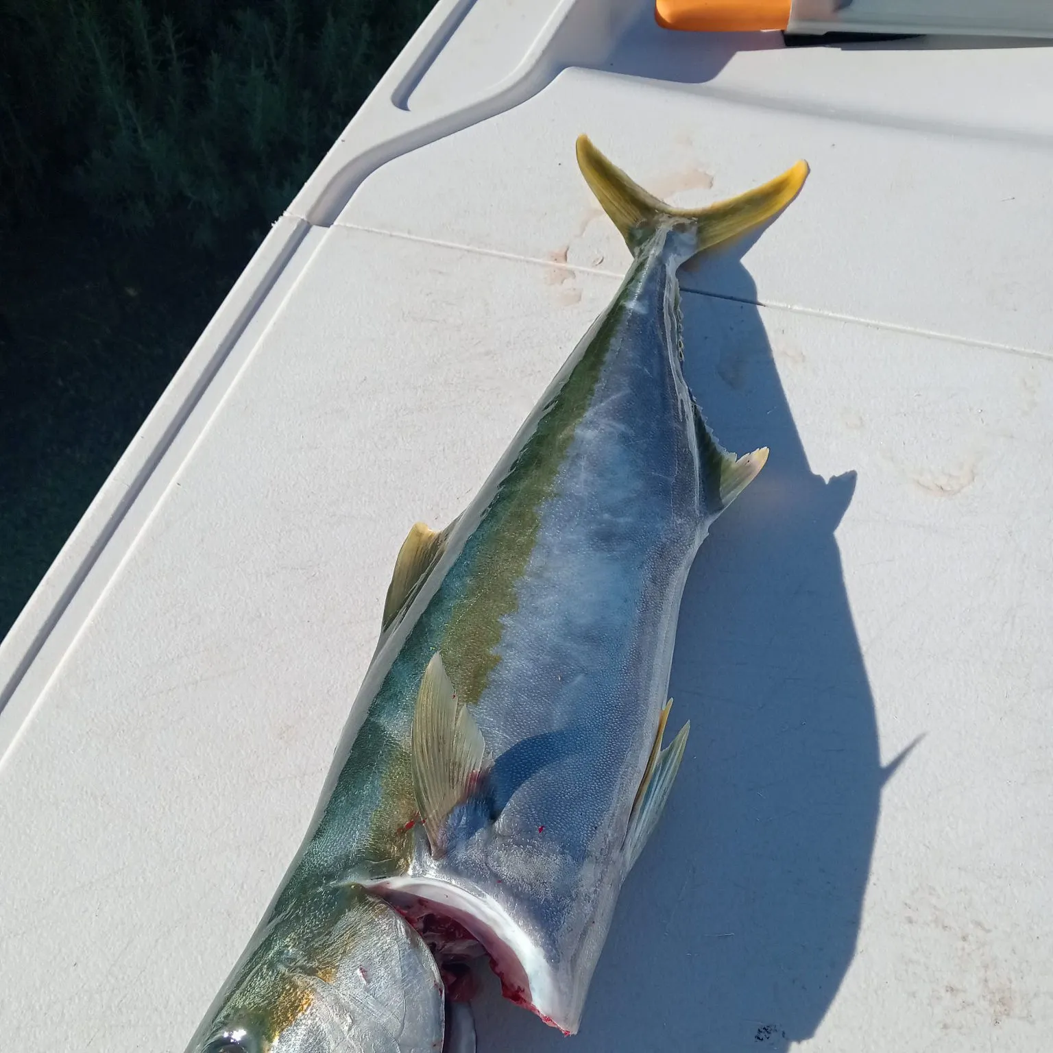 The most recent Southern yellowtail amberjack catches on Fishbrain