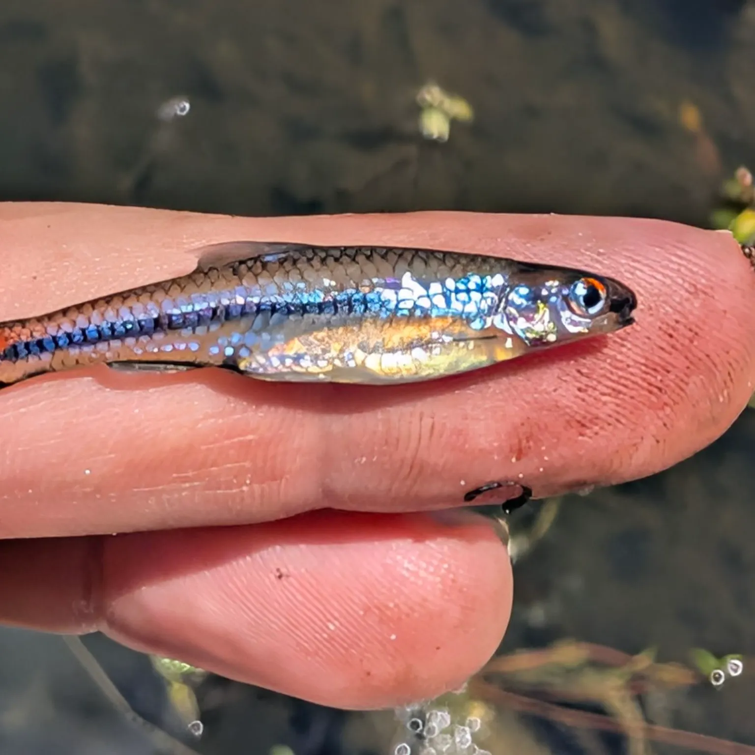 The most recent Taillight shiner catches on Fishbrain