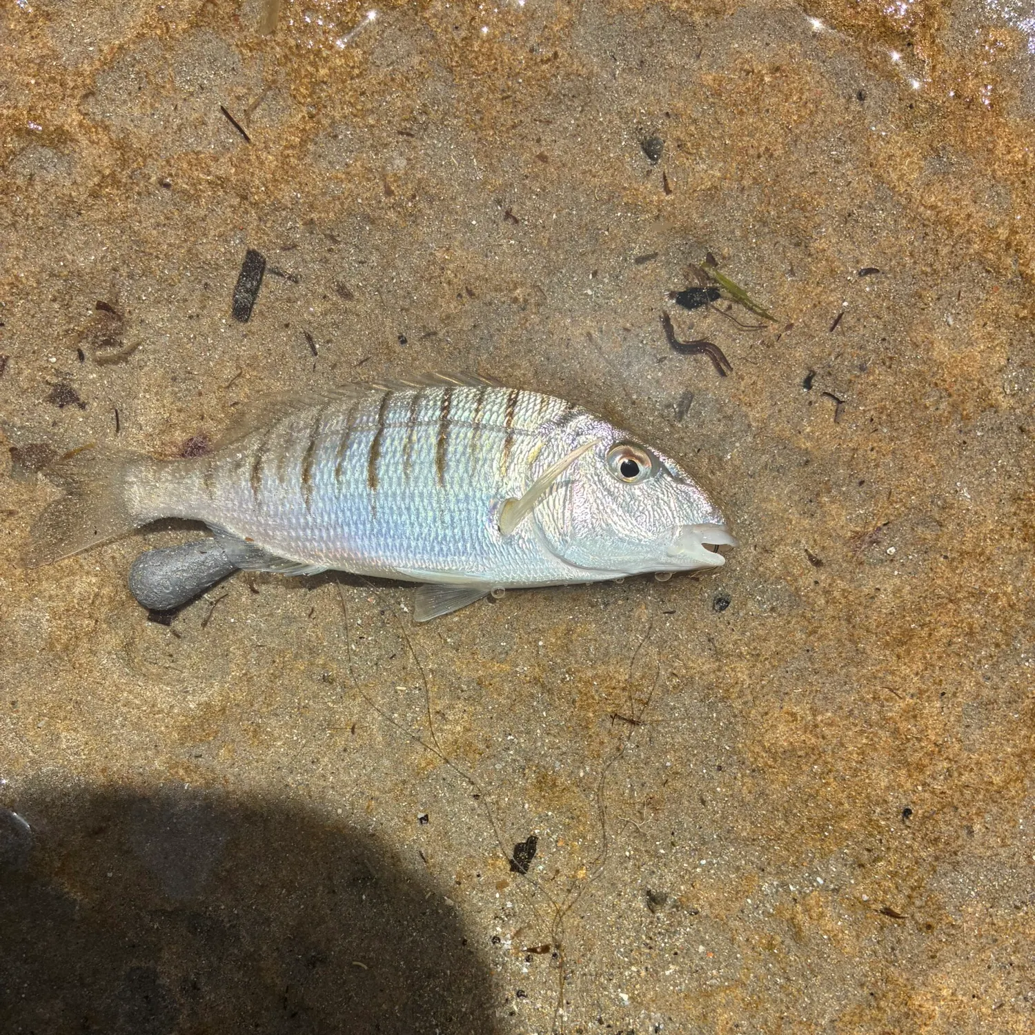 The most recent Striped seabream catches on Fishbrain