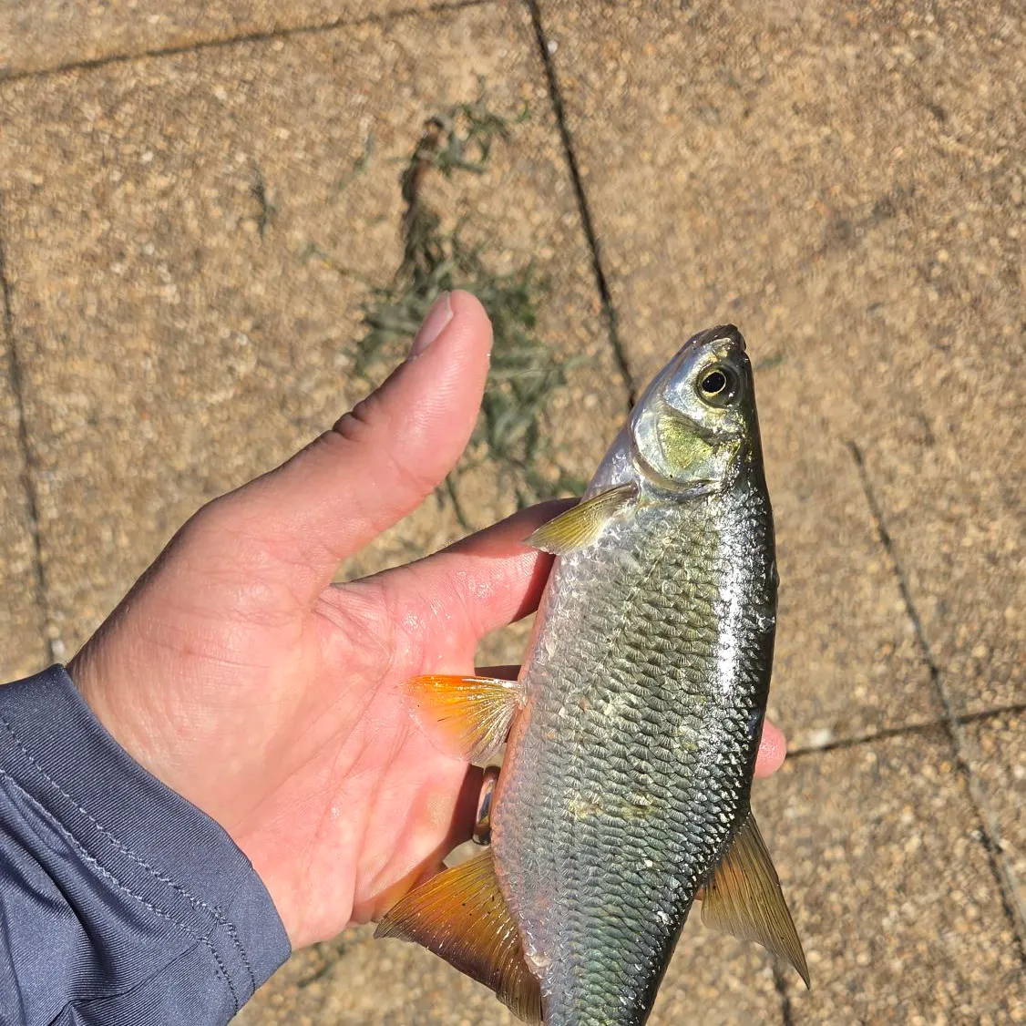 Golden shiner caught on Fishbrain