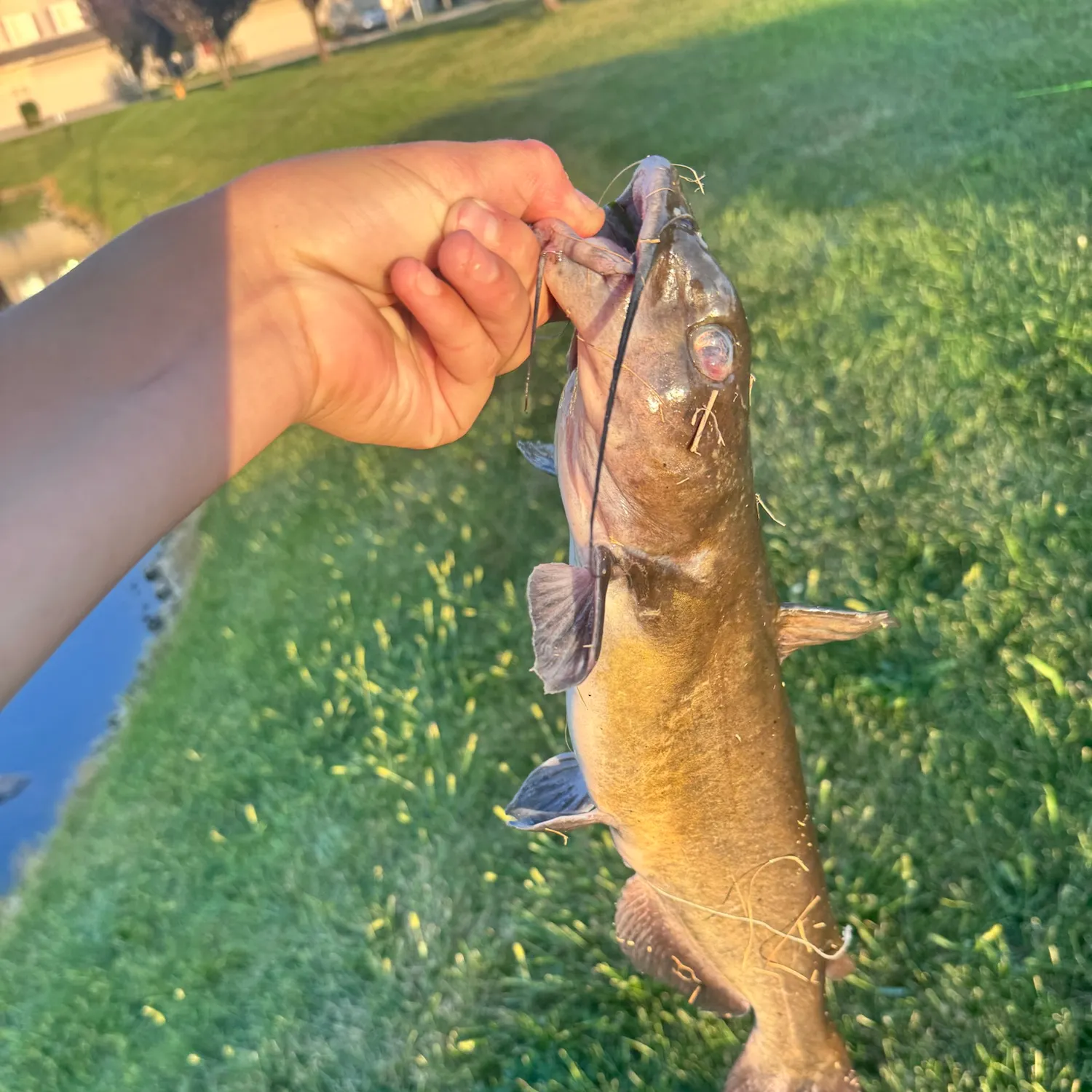 Channel catfish caught on Fishbrain