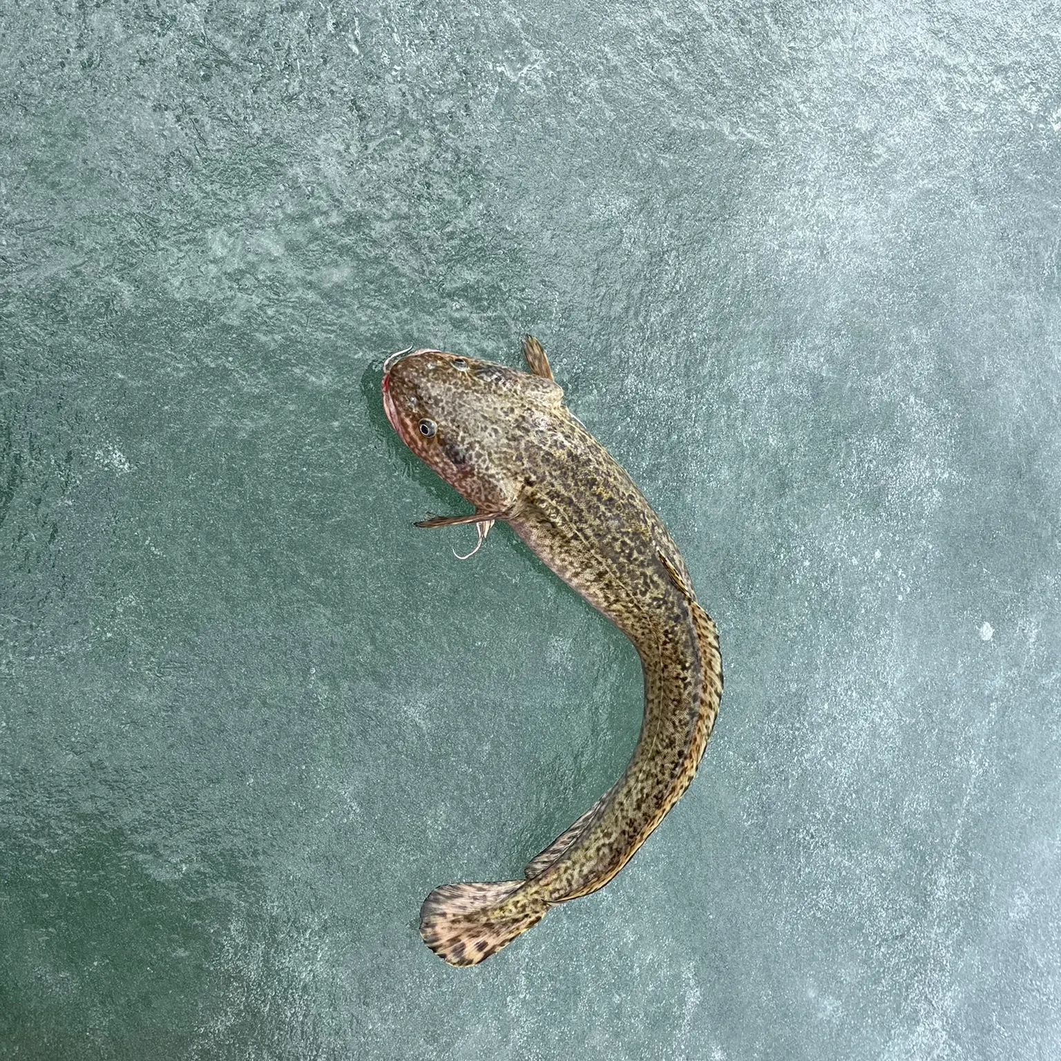 The most recent Burbot catches on Fishbrain