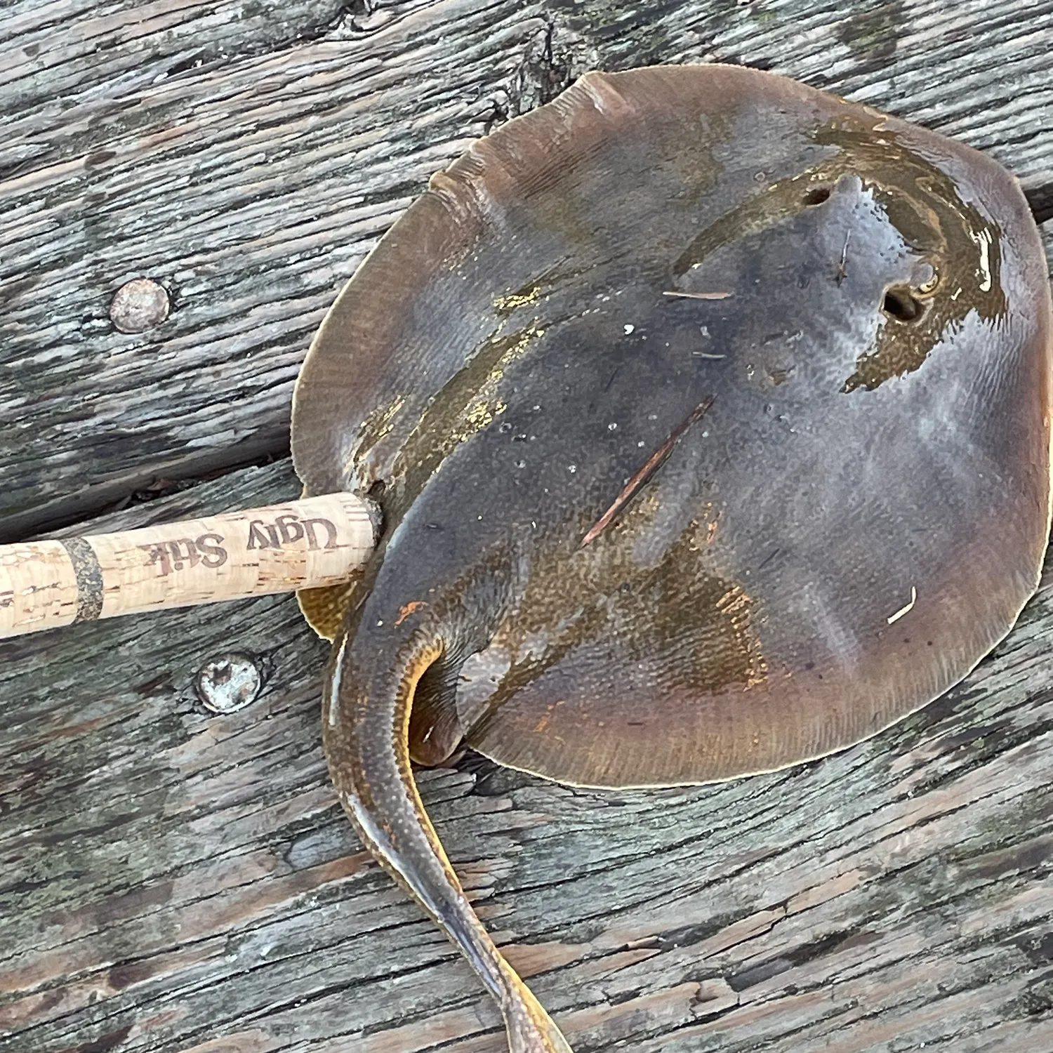 The most recent Haller's round ray catches on Fishbrain