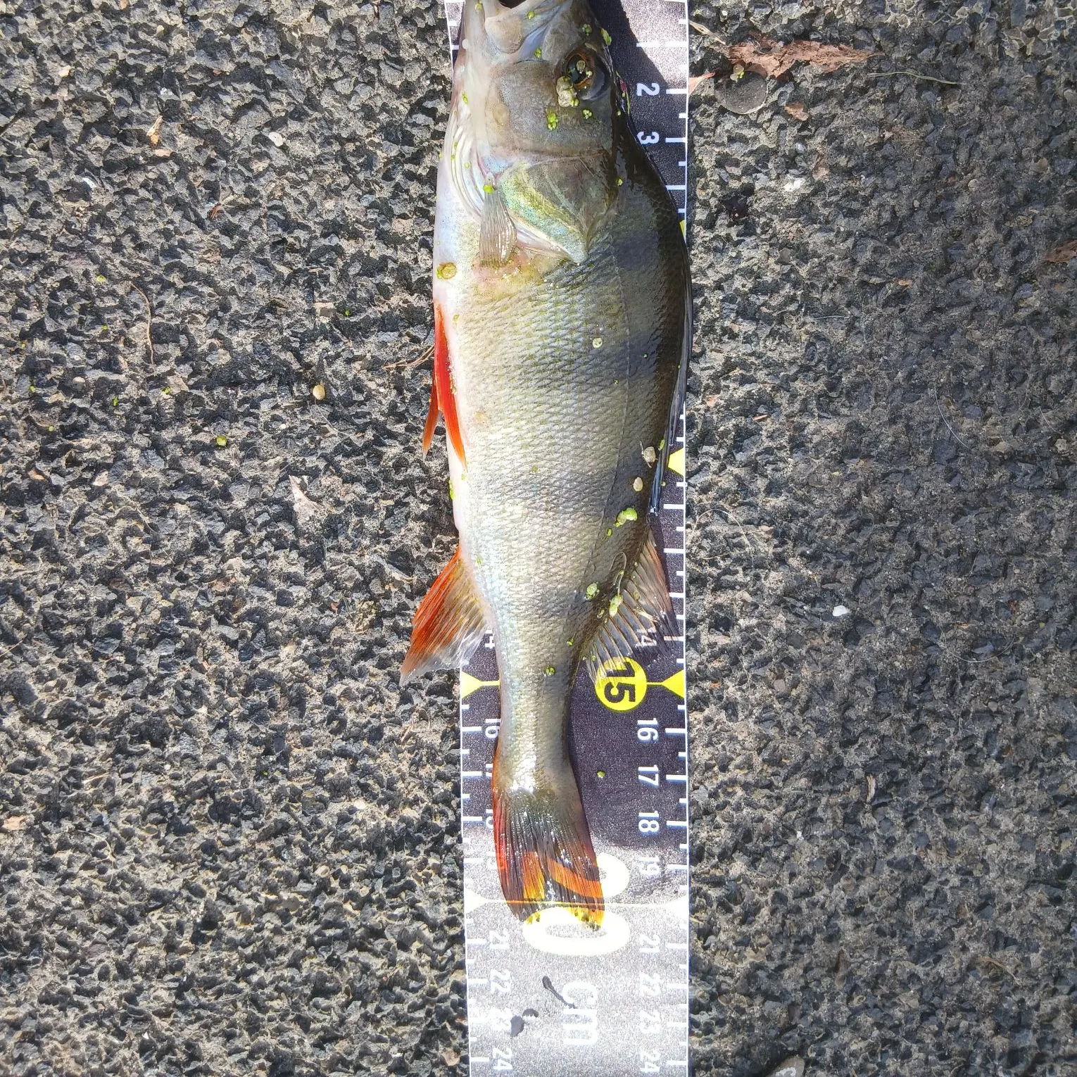 European perch caught on Fishbrain