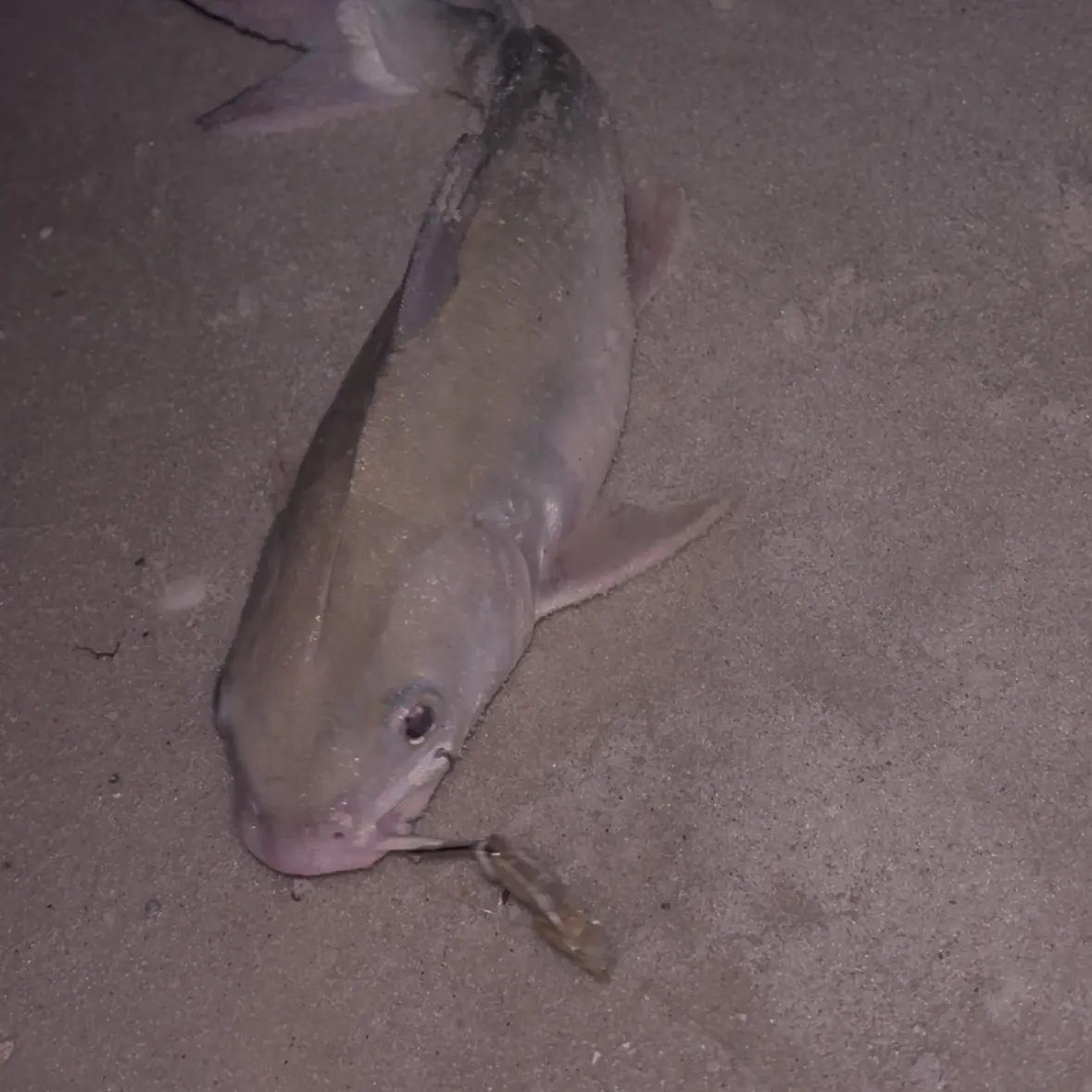 The most recent Hardhead sea catfish catches on Fishbrain
