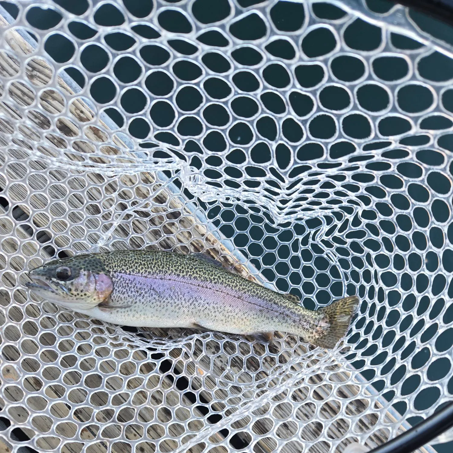 Rainbow trout caught on Fishbrain