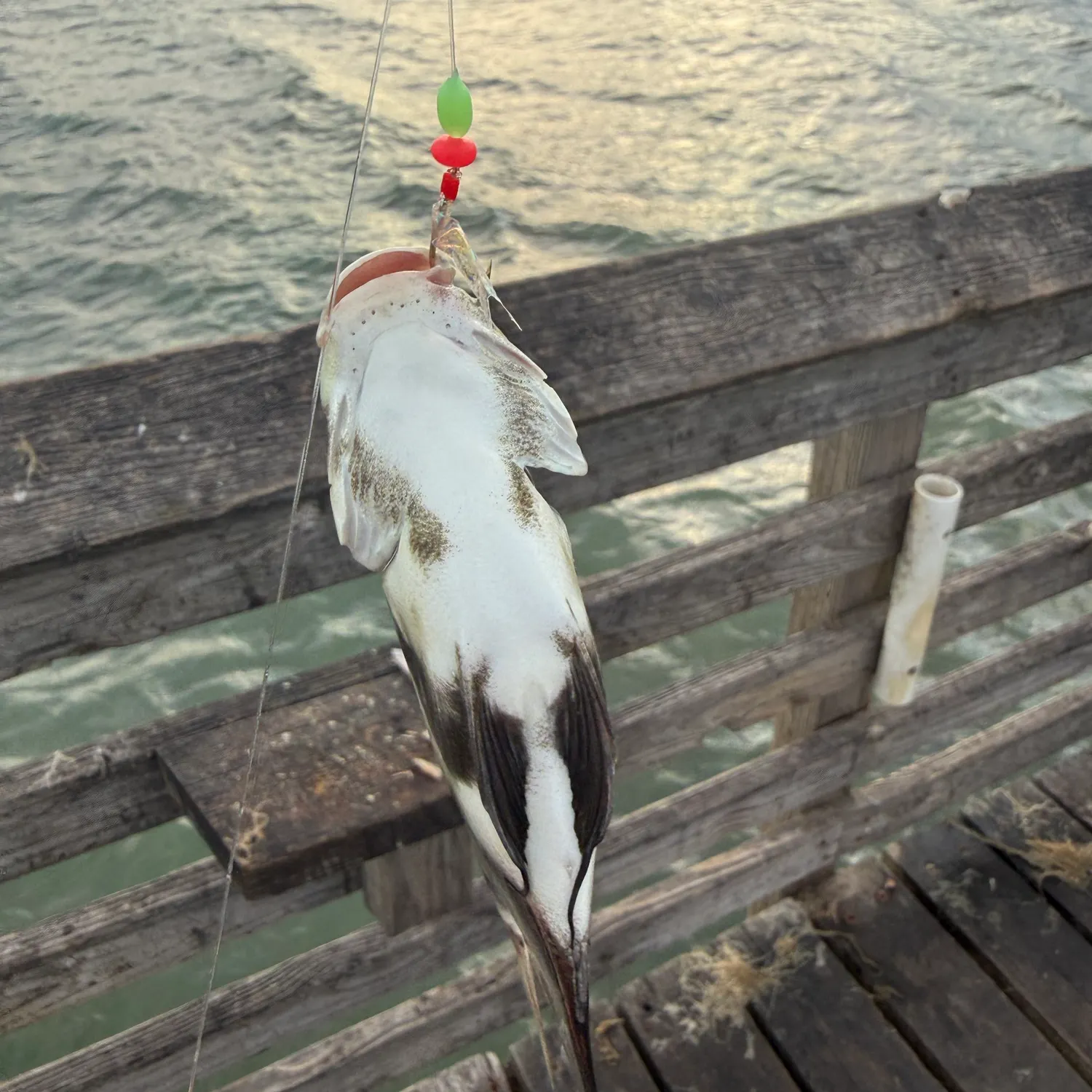 The most recent Southern calamari catches on Fishbrain