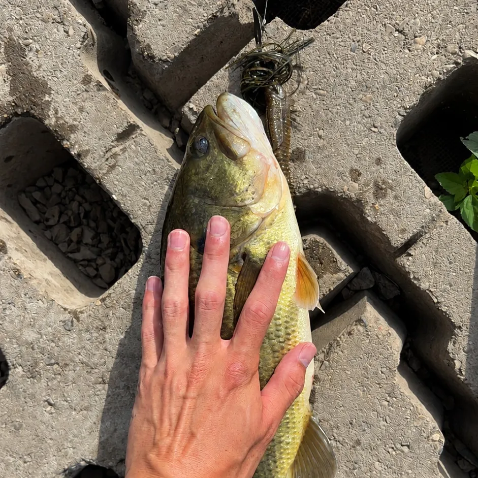 Largemouth bass caught on Fishbrain