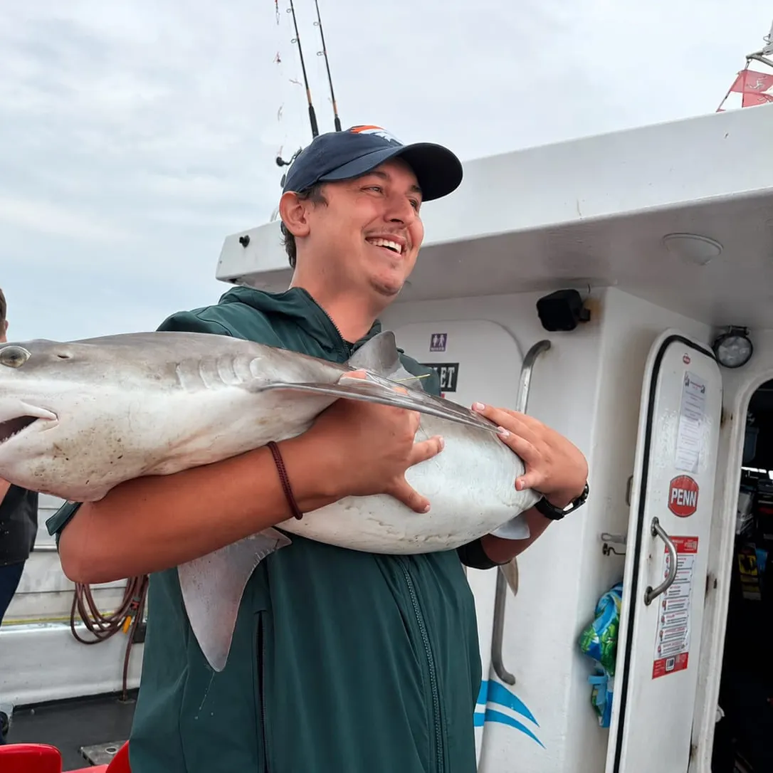 The most recent Tope shark catches on Fishbrain