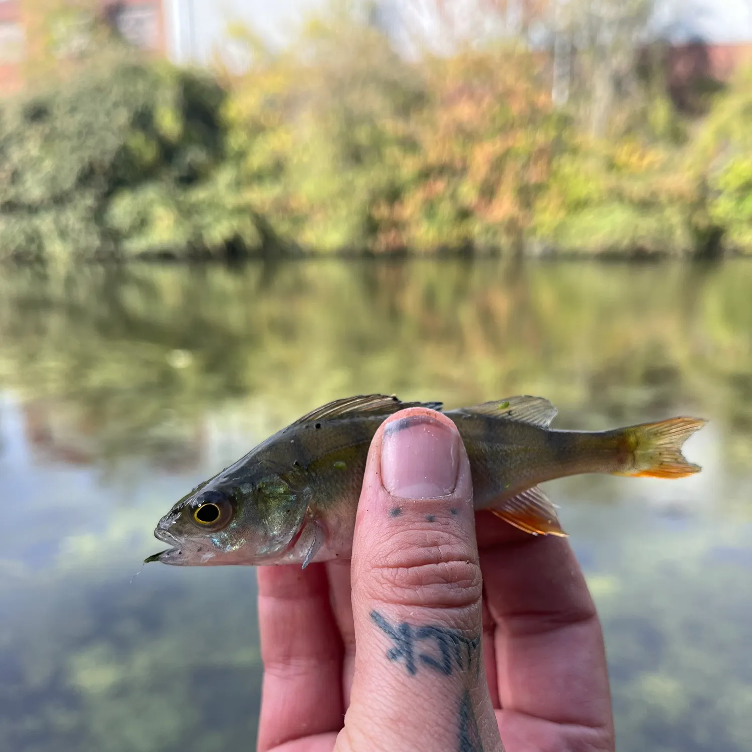 European perch caught on Fishbrain