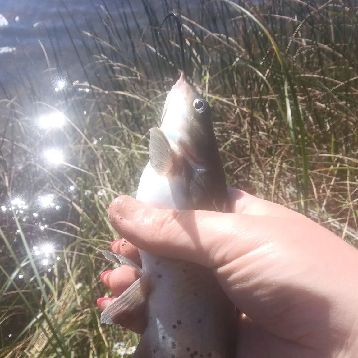 Channel catfish caught on Fishbrain