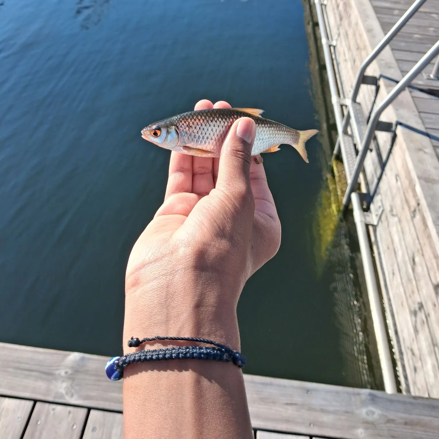 The most recent Common roach catches on Fishbrain