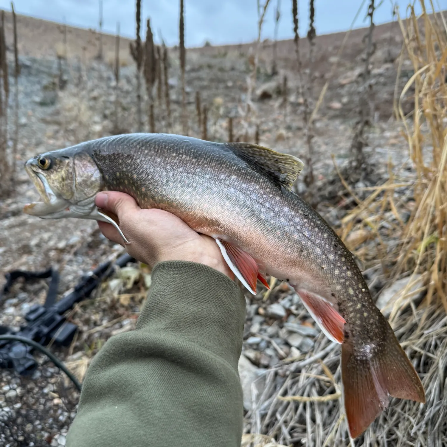 The most recent Splake catches on Fishbrain