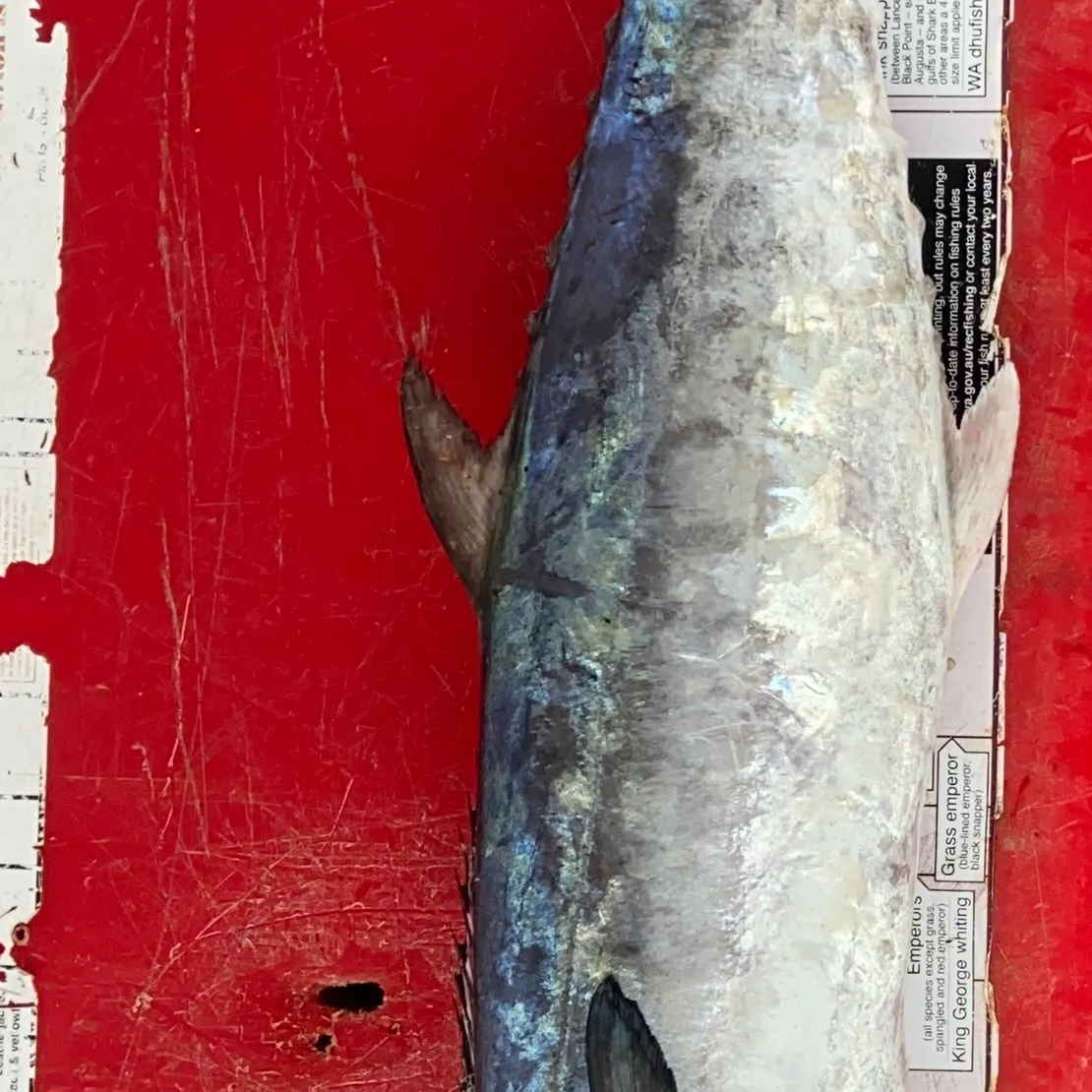 The most recent Australian spotted mackerel catches on Fishbrain