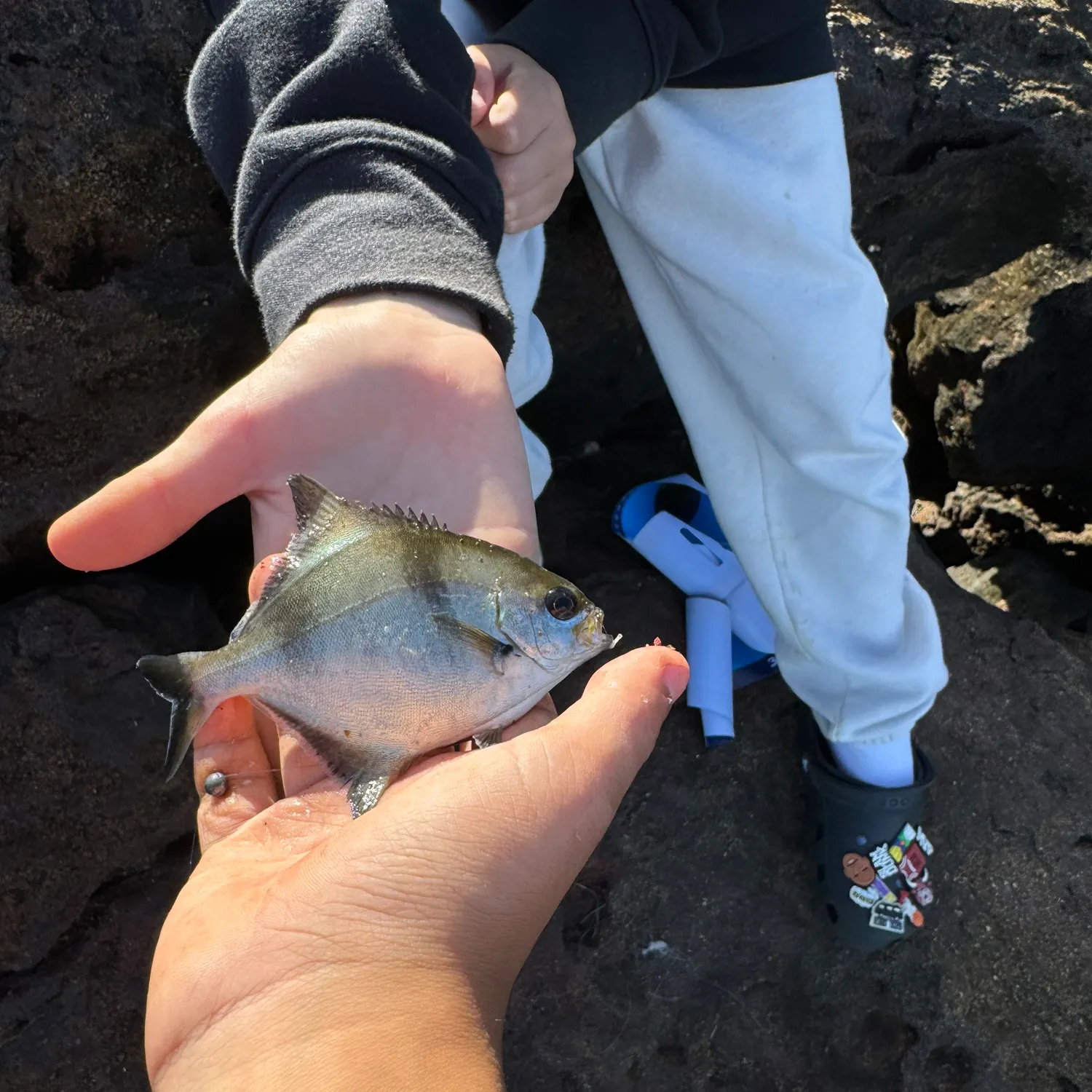 The most recent Sea sweep catches on Fishbrain