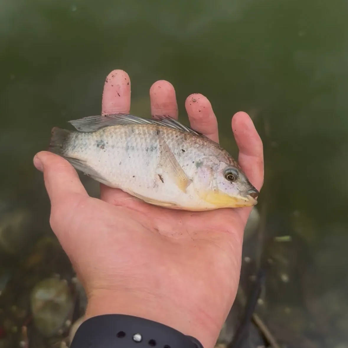 The most recent Mozambique tilapia catches on Fishbrain