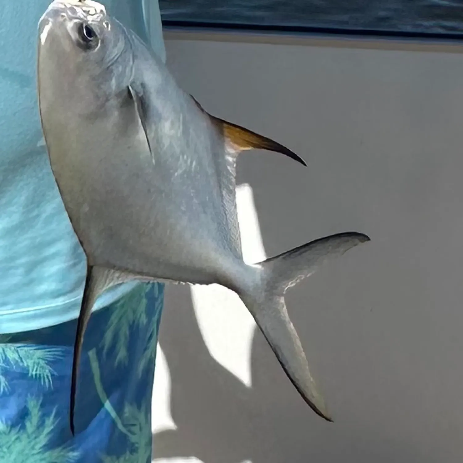 The most recent Permit catches on Fishbrain