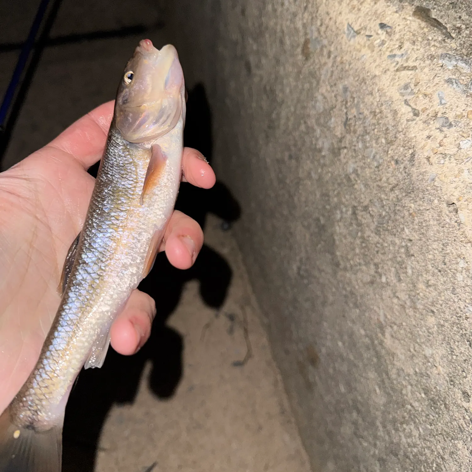 Creek chub caught on Fishbrain