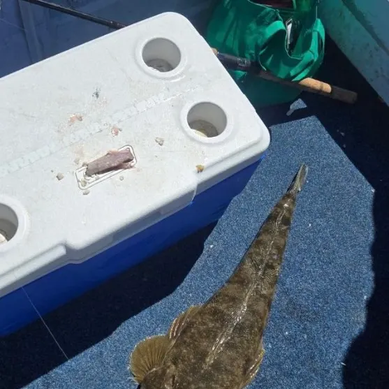 Dusky flathead caught on Fishbrain