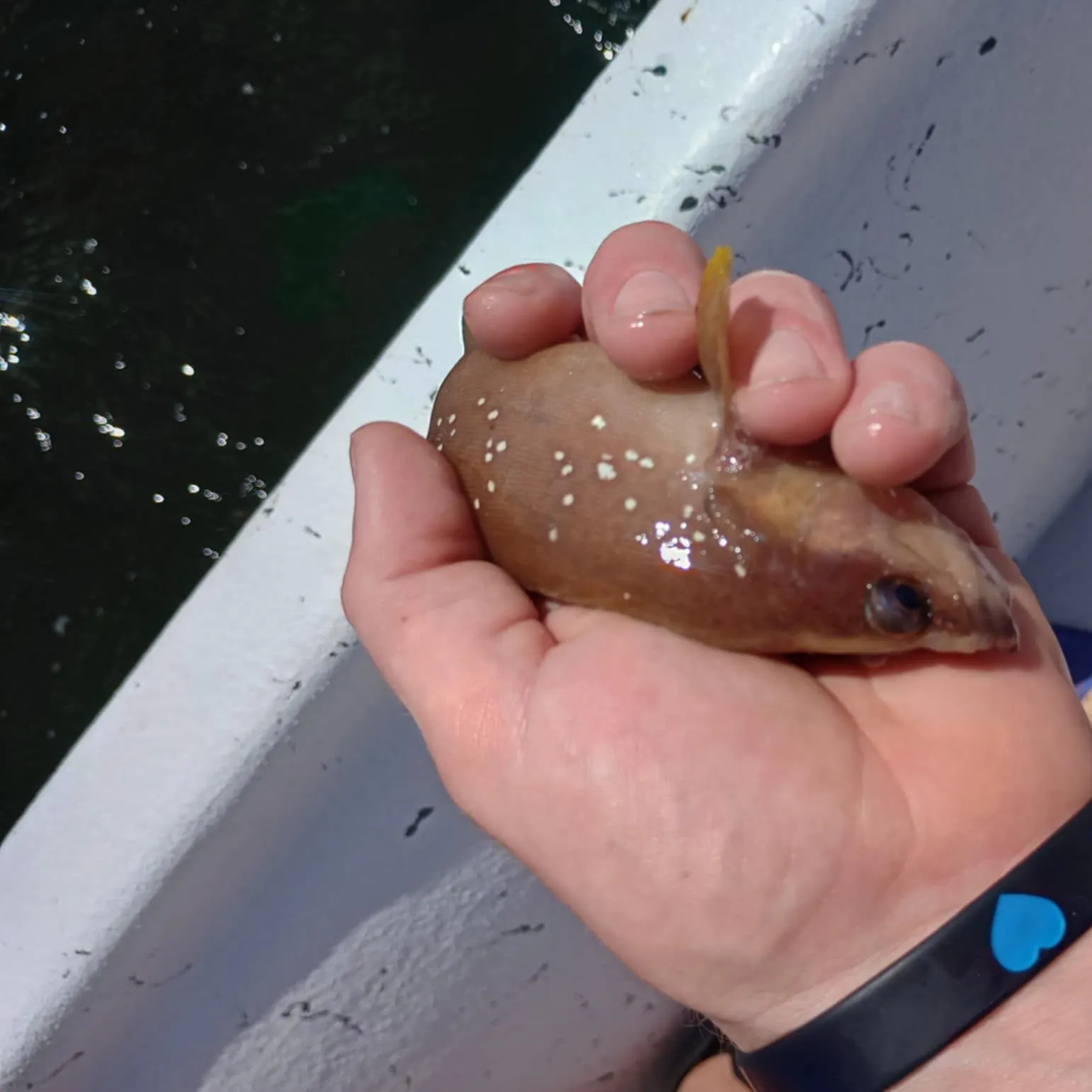 The most recent Whitespotted soapfish catches on Fishbrain