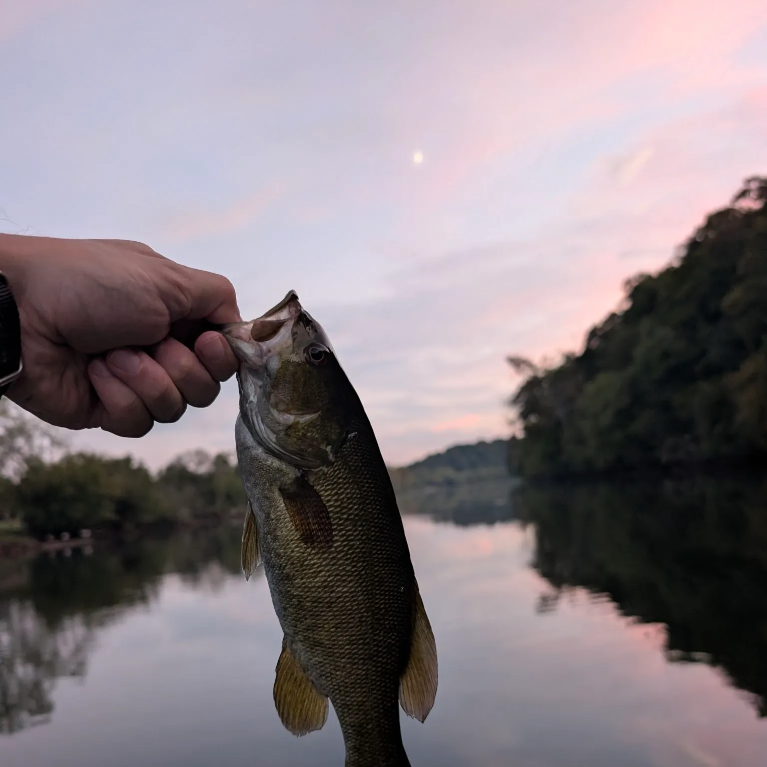 Smallmouth bass caught on Fishbrain