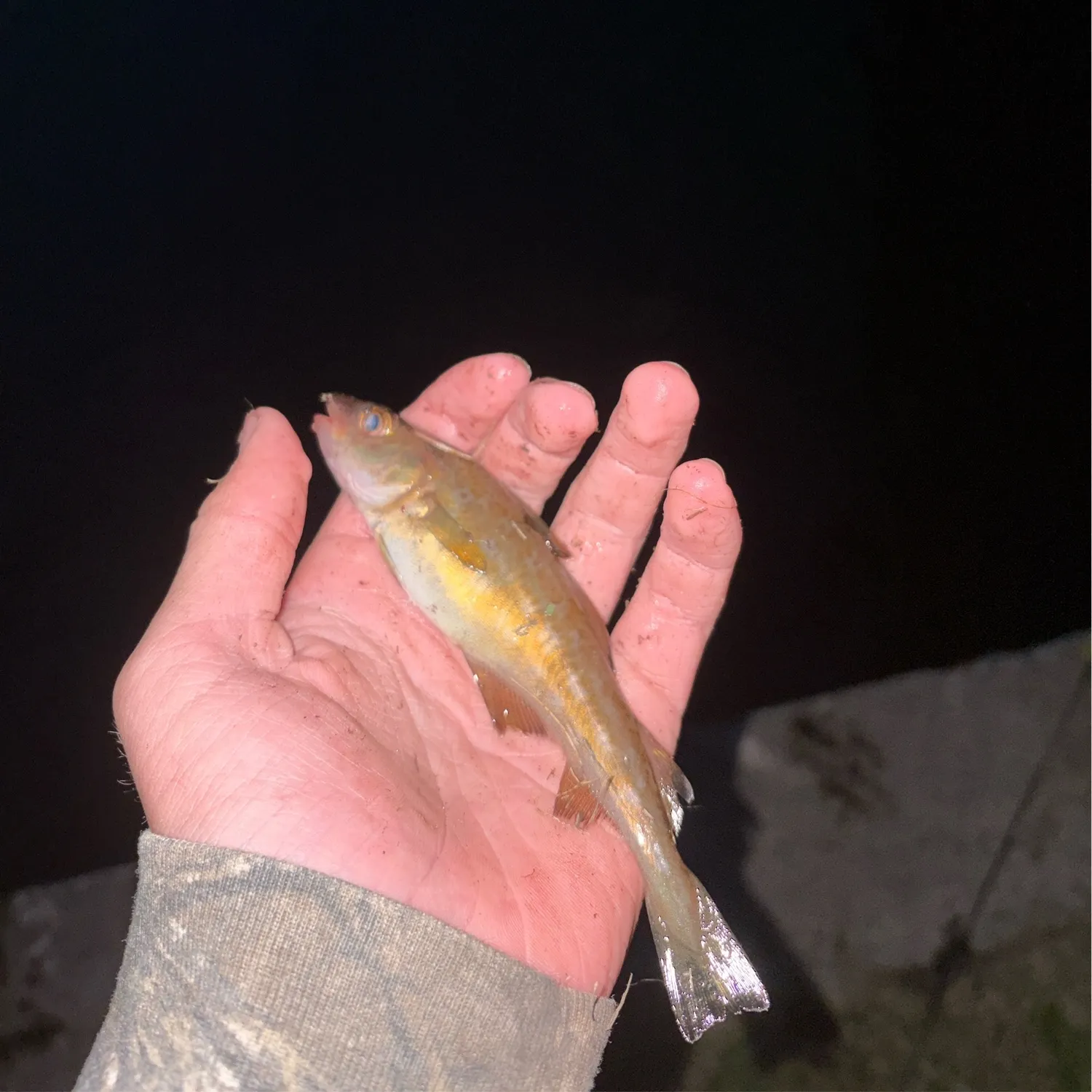 The most recent Atlantic tomcod catches on Fishbrain