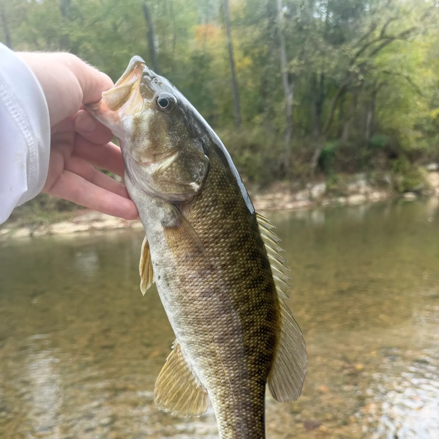 Smallmouth bass caught on Fishbrain