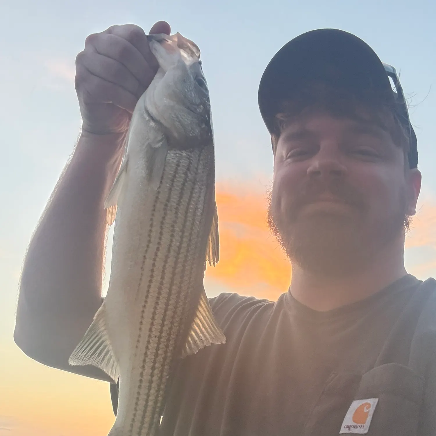 Striped bass caught on Fishbrain