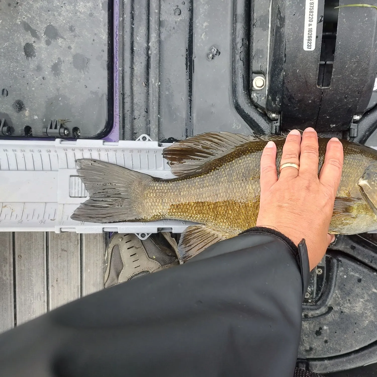 Smallmouth bass caught on Fishbrain