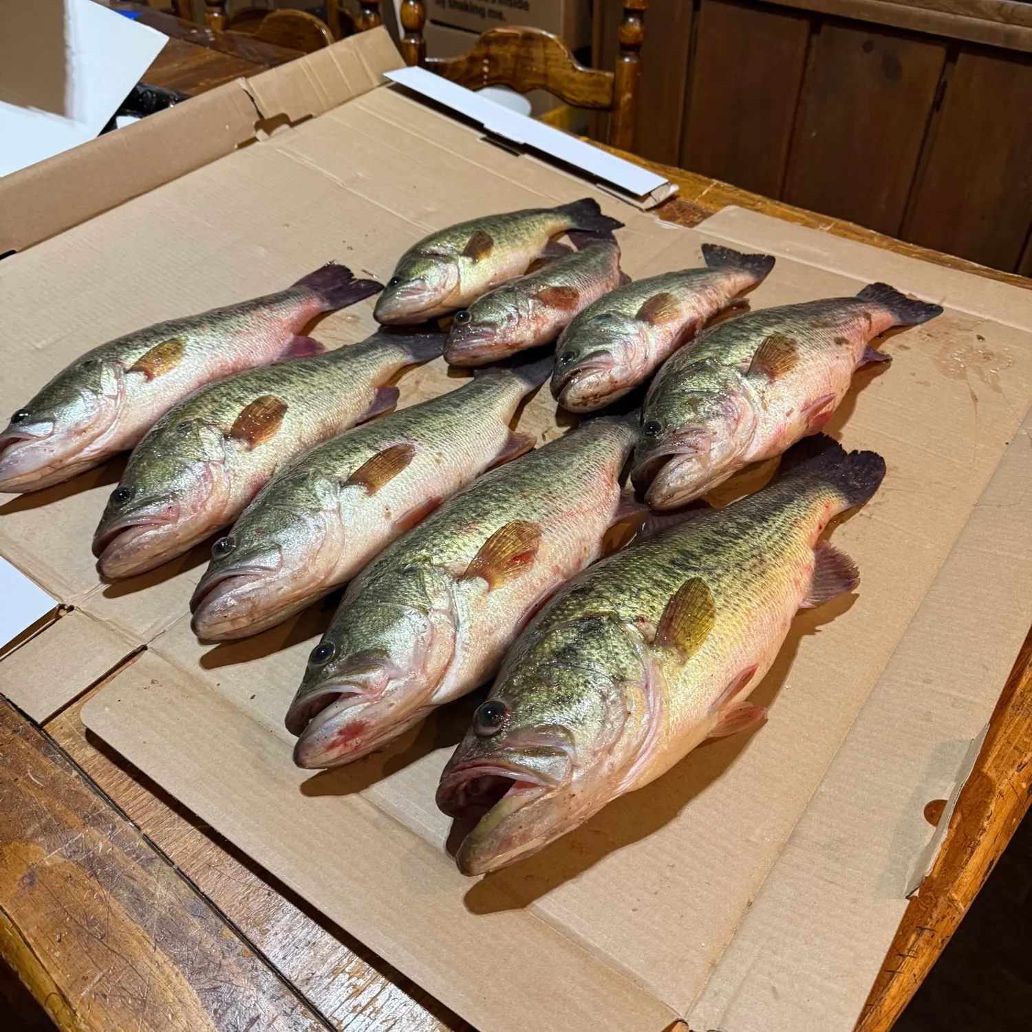 recently logged catches