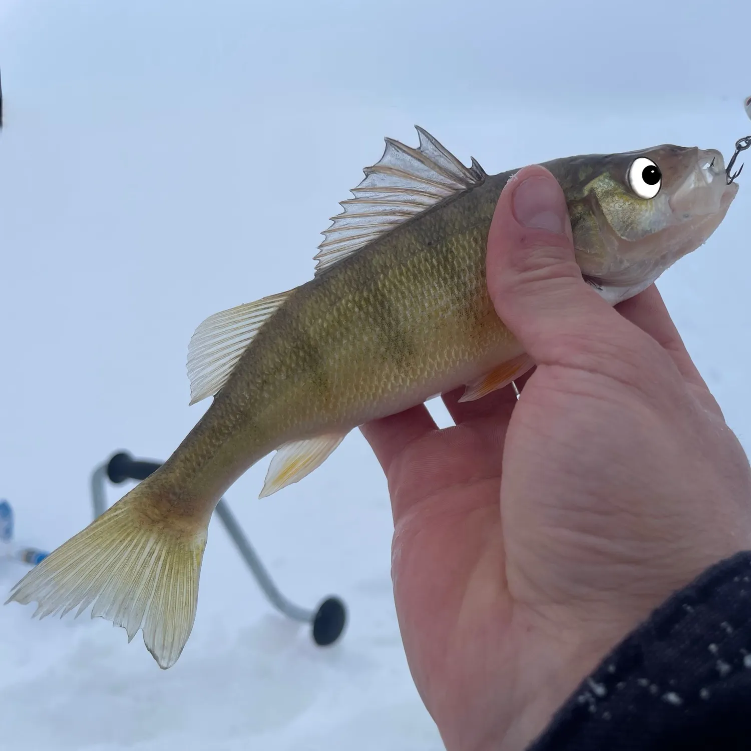 The most recent Yellow perch catches on Fishbrain