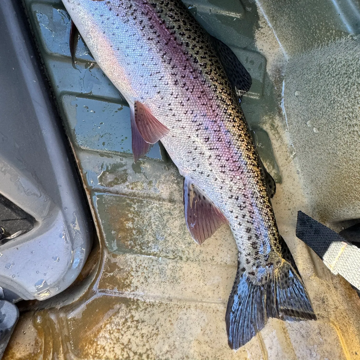 Rainbow trout caught on Fishbrain