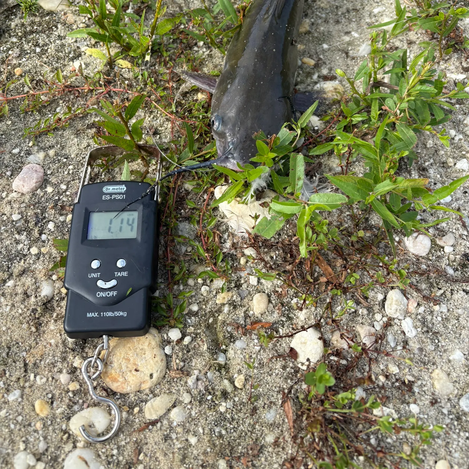 Channel catfish caught on Fishbrain