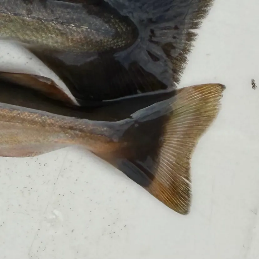 The most recent Silver hake catches on Fishbrain