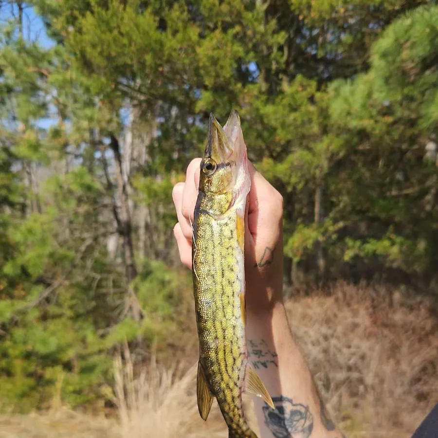 Chain pickerel caught on Fishbrain
