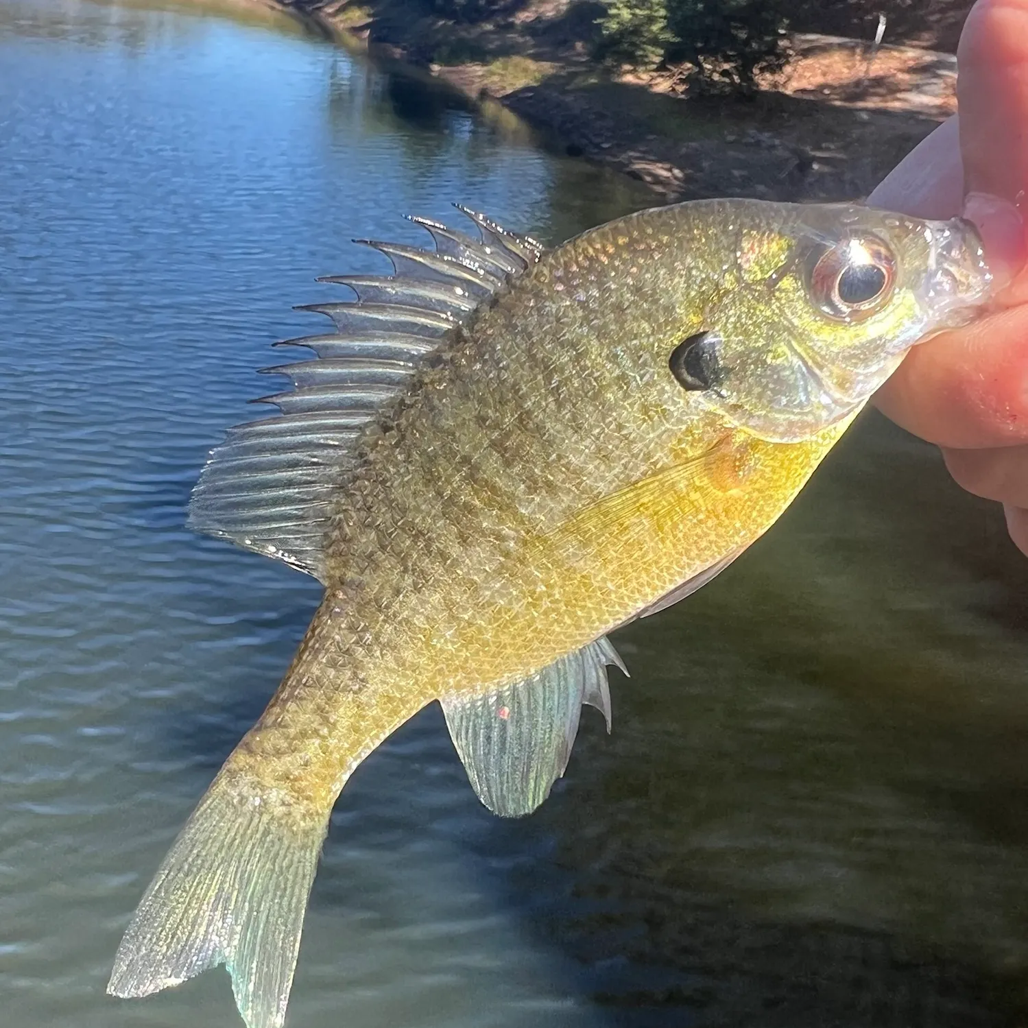 Bluegill caught on Fishbrain
