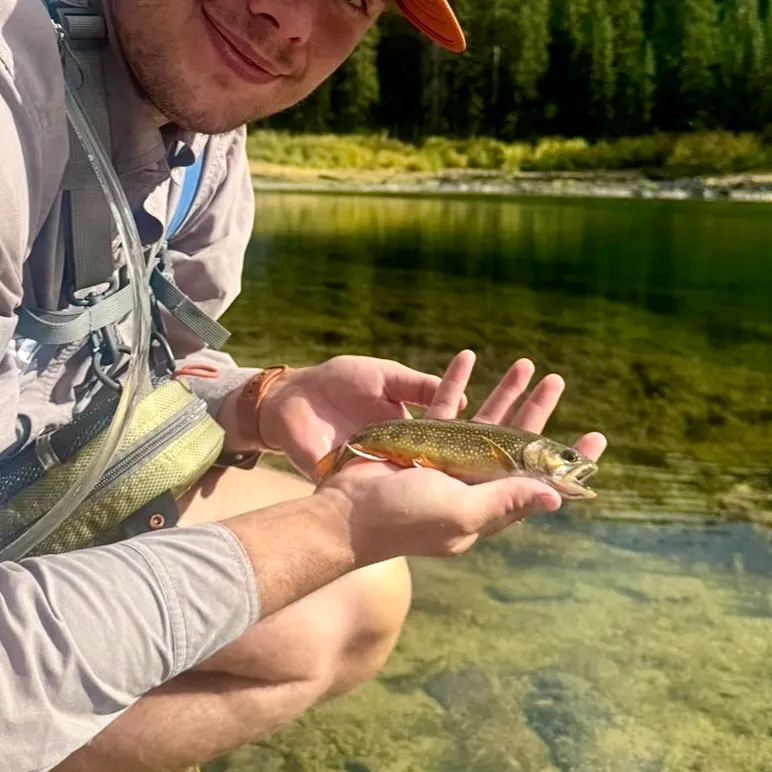 Brook trout caught on Fishbrain