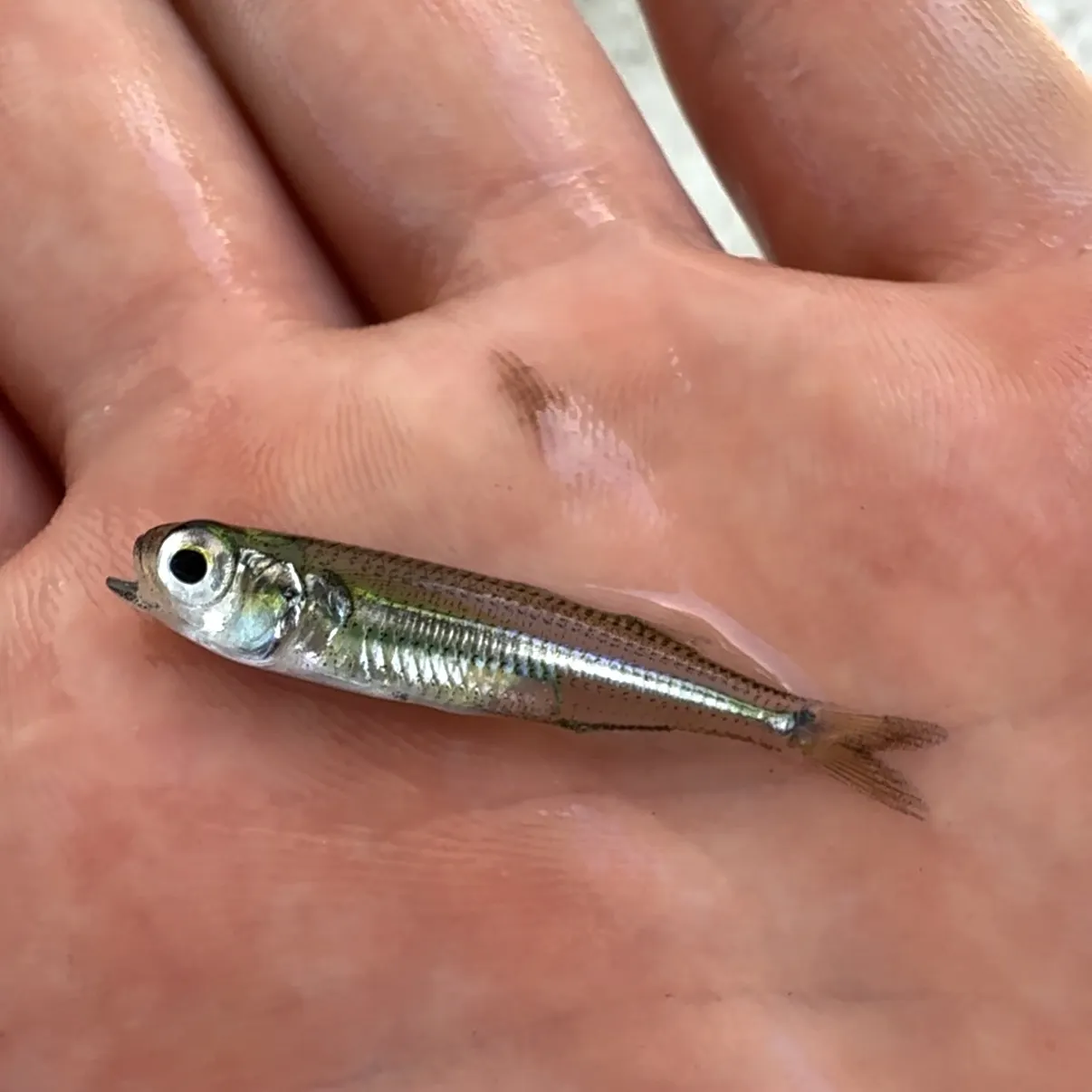The most recent Inland silverside catches on Fishbrain