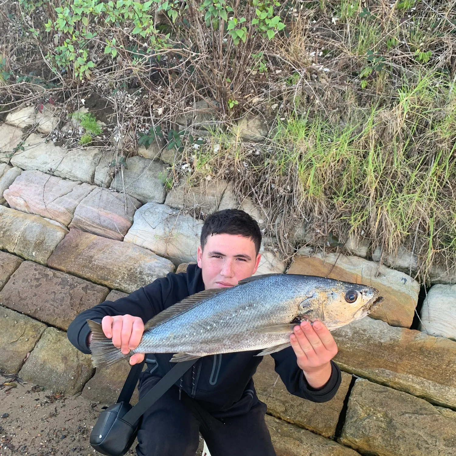 The most recent Japanese meagre catches on Fishbrain