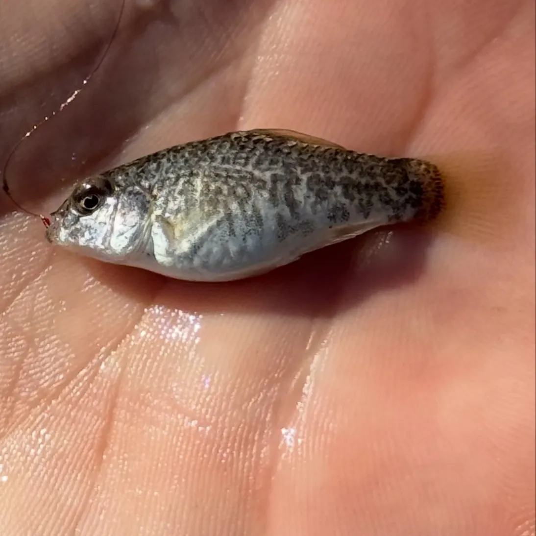 The most recent Goldspotted killifish catches on Fishbrain