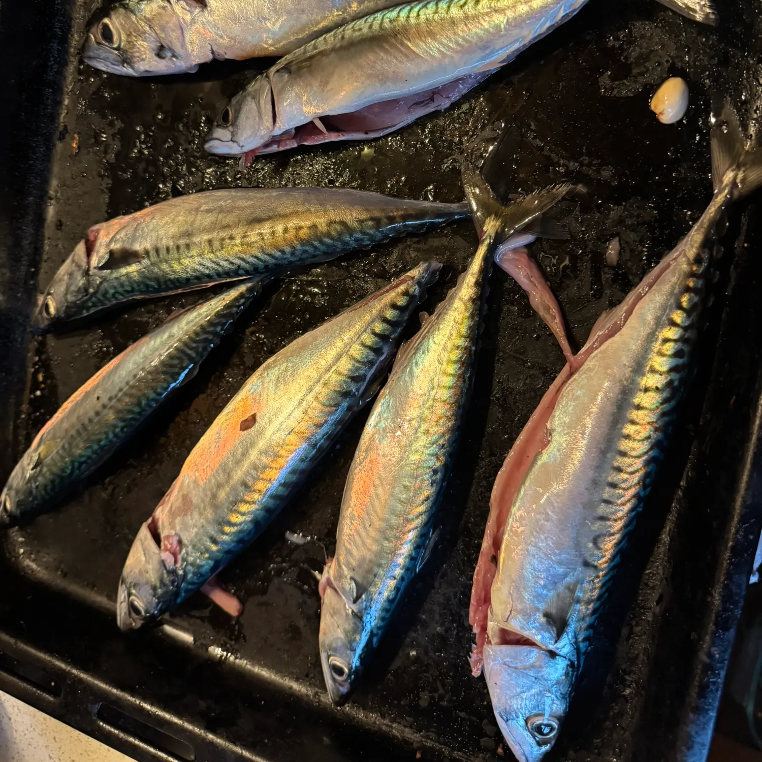 Atlantic mackerel caught on Fishbrain