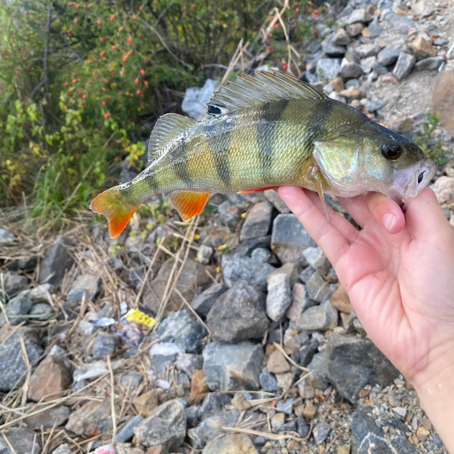 European perch caught on Fishbrain