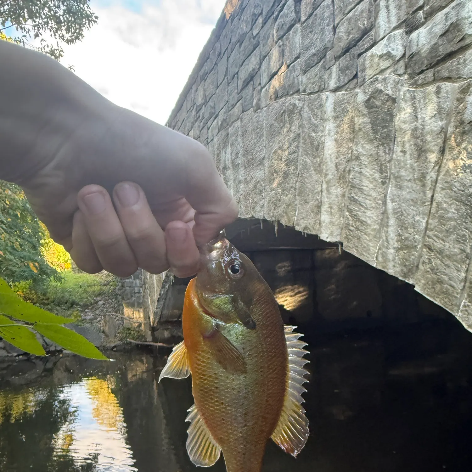 Redbreast sunfish caught on Fishbrain