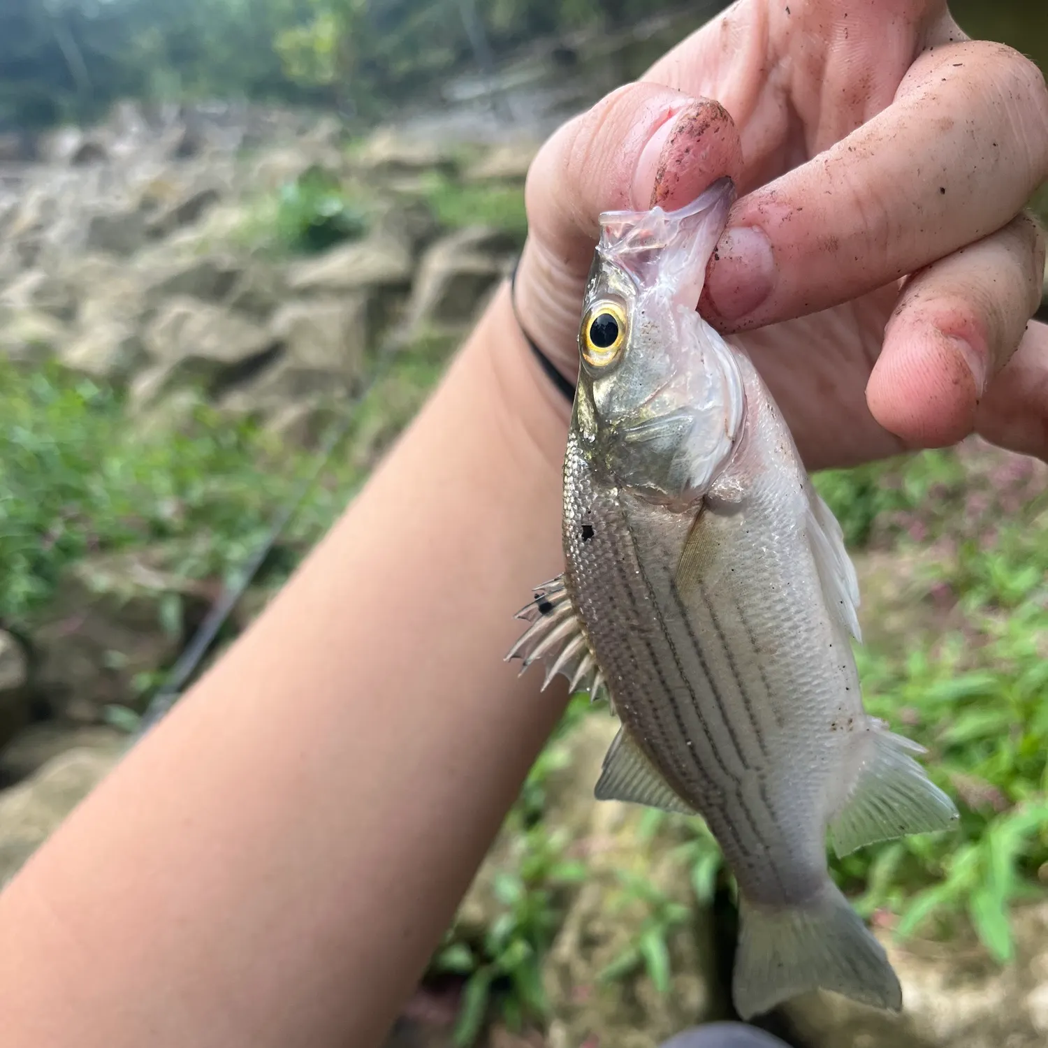 White bass caught on Fishbrain