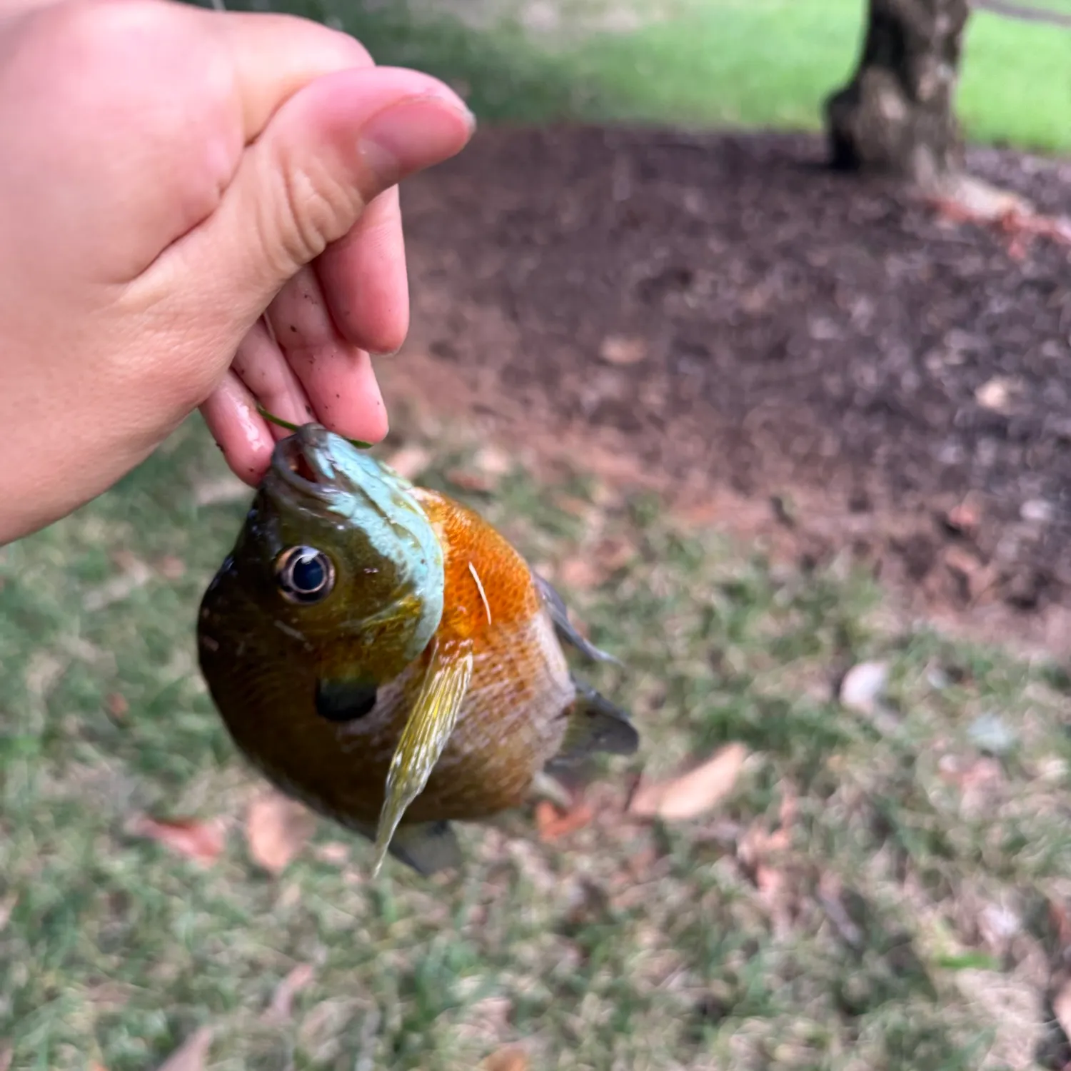 Bluegill caught on Fishbrain