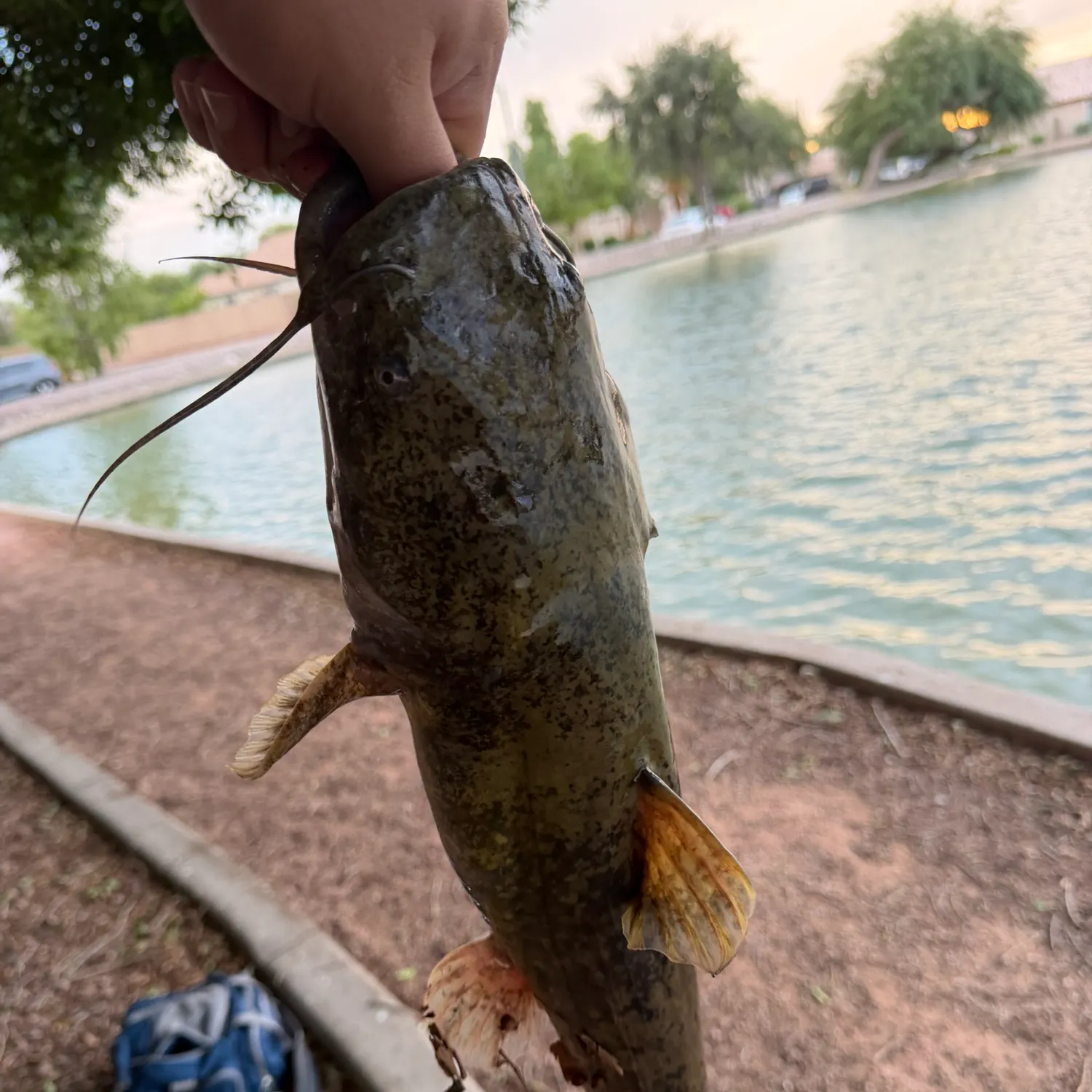 Flathead catfish caught on Fishbrain