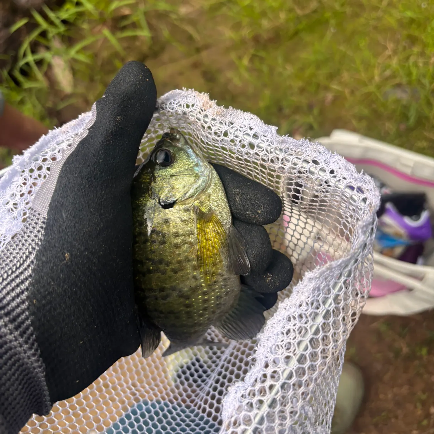 Bluegill caught on Fishbrain