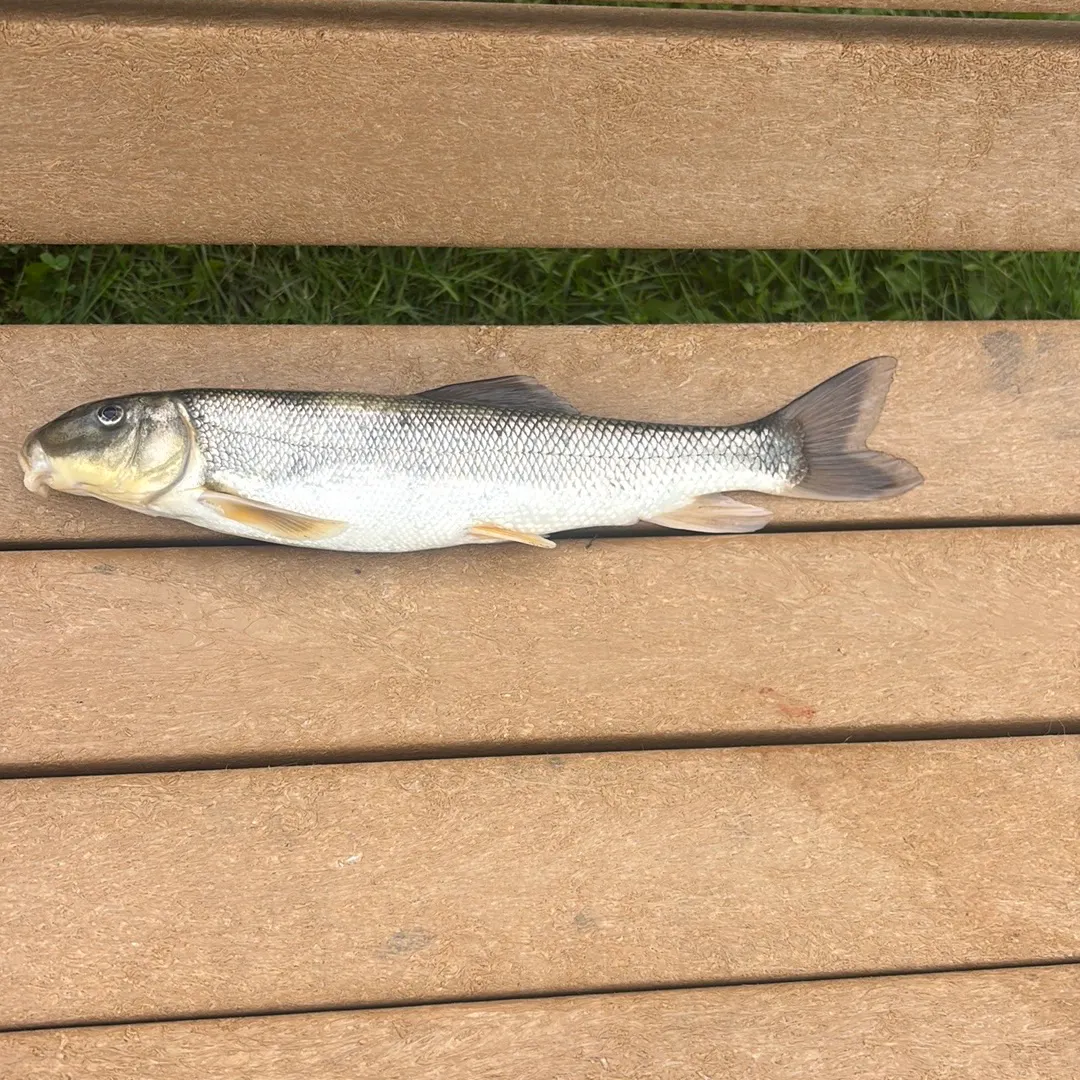 White sucker caught on Fishbrain