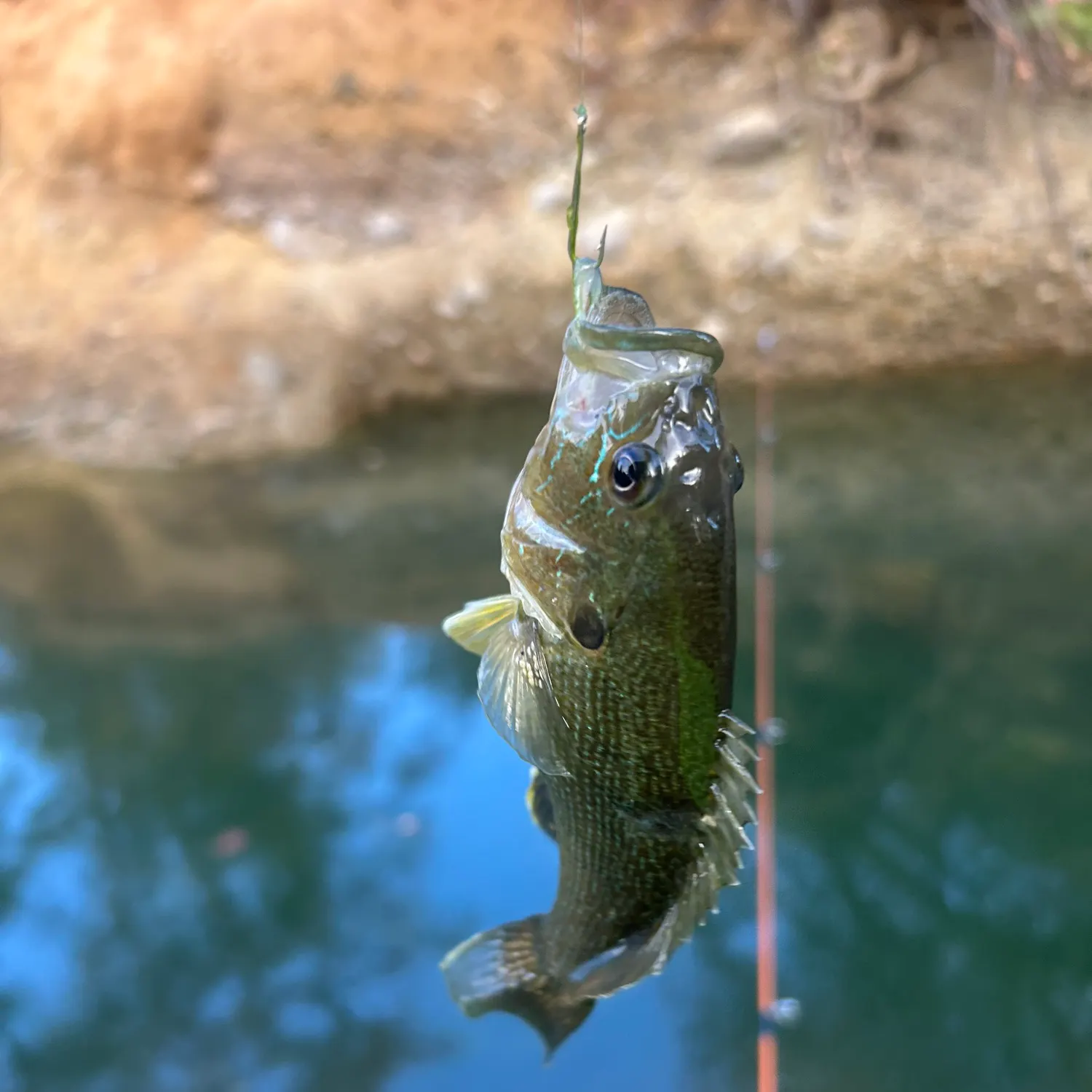 Green sunfish caught on Fishbrain