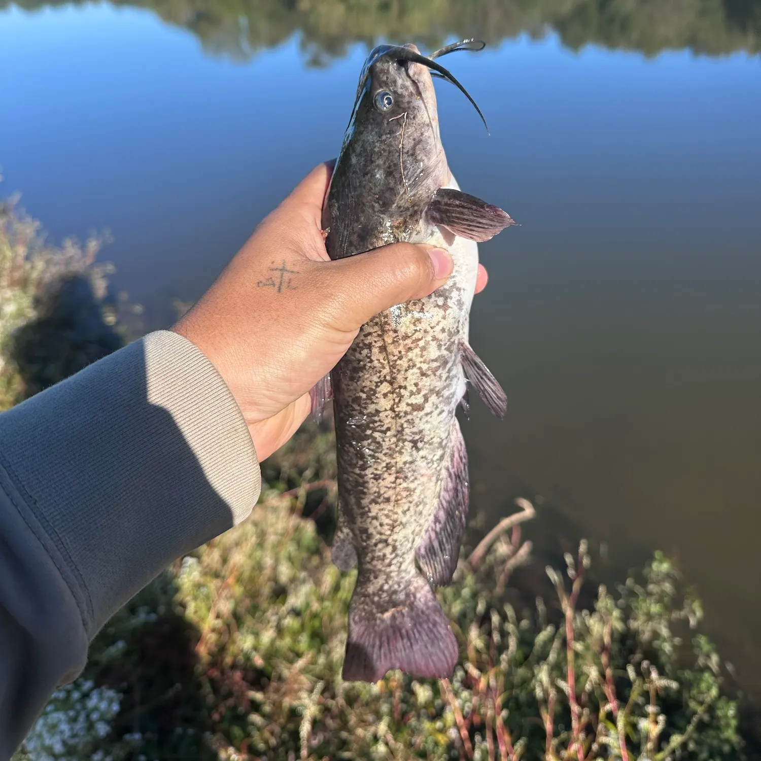 Brown bullhead caught on Fishbrain